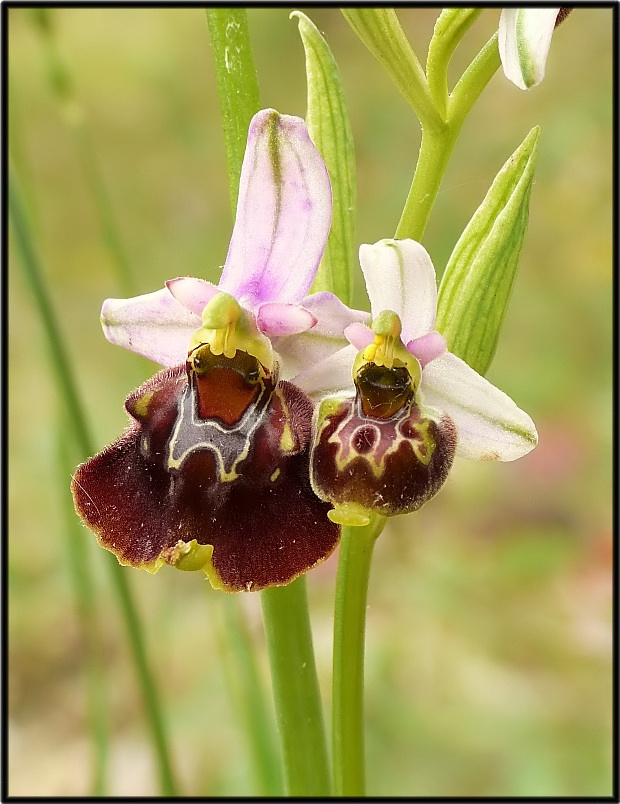 Ophrys cinnabarina (=Ophrys holosericea subsp. paolina) nuova sottos. del Gargano